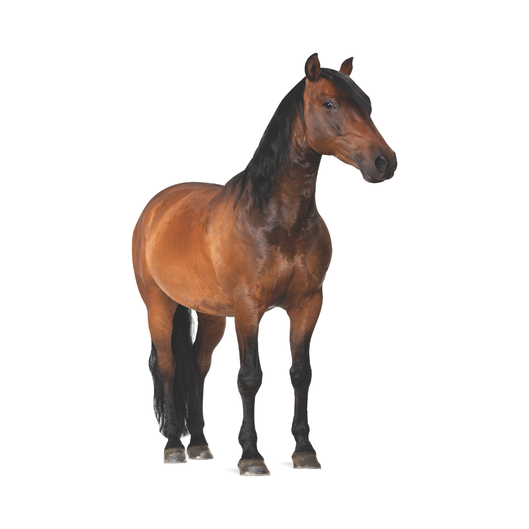 Horse Life Size Cardboard Stand Up, 6 Feet