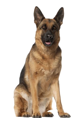 aahs!! Engraving German Shepherd cardboard cutout standee