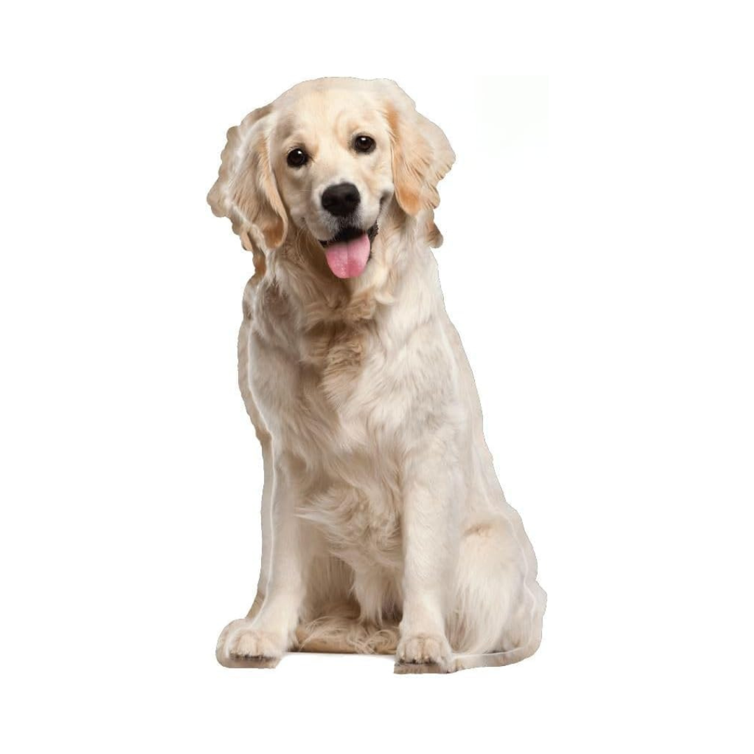 Engraving Cardboard Cutouts (Golden Retriever (Sitting))