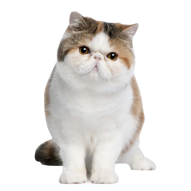 aahs!! Engraving Exotic Short Hair cardboard cutout standee