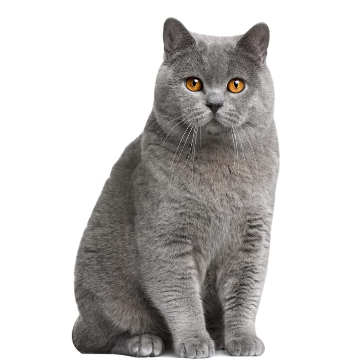 aahs!! Engraving Cardboard Cutouts British Shorthair cat cutout
