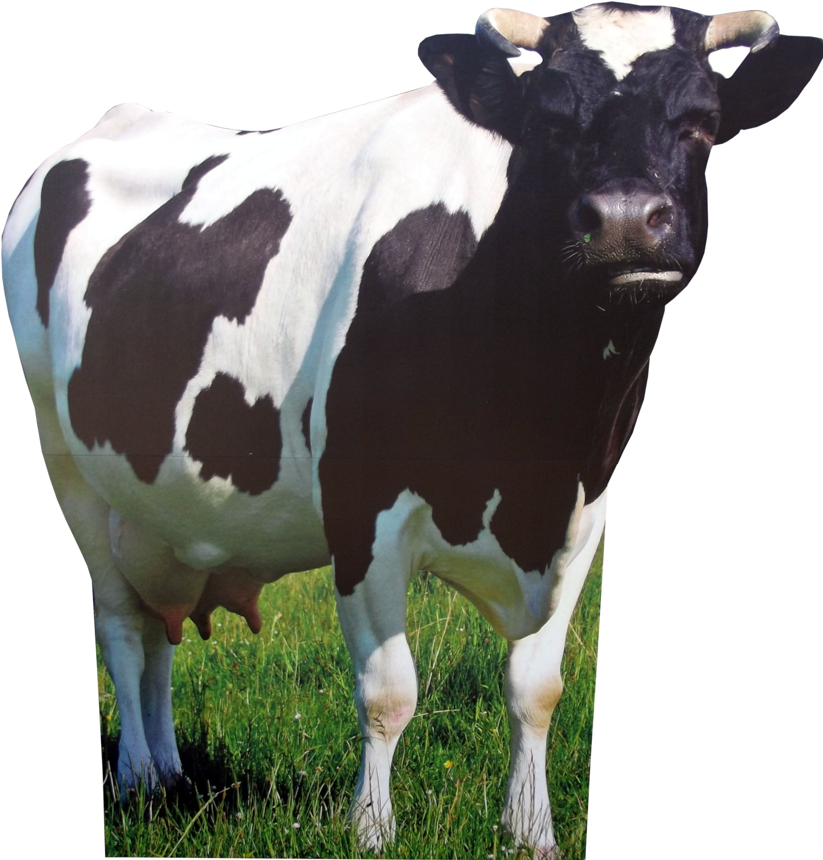 aahs Engraving cow cardboard standee life size cutout