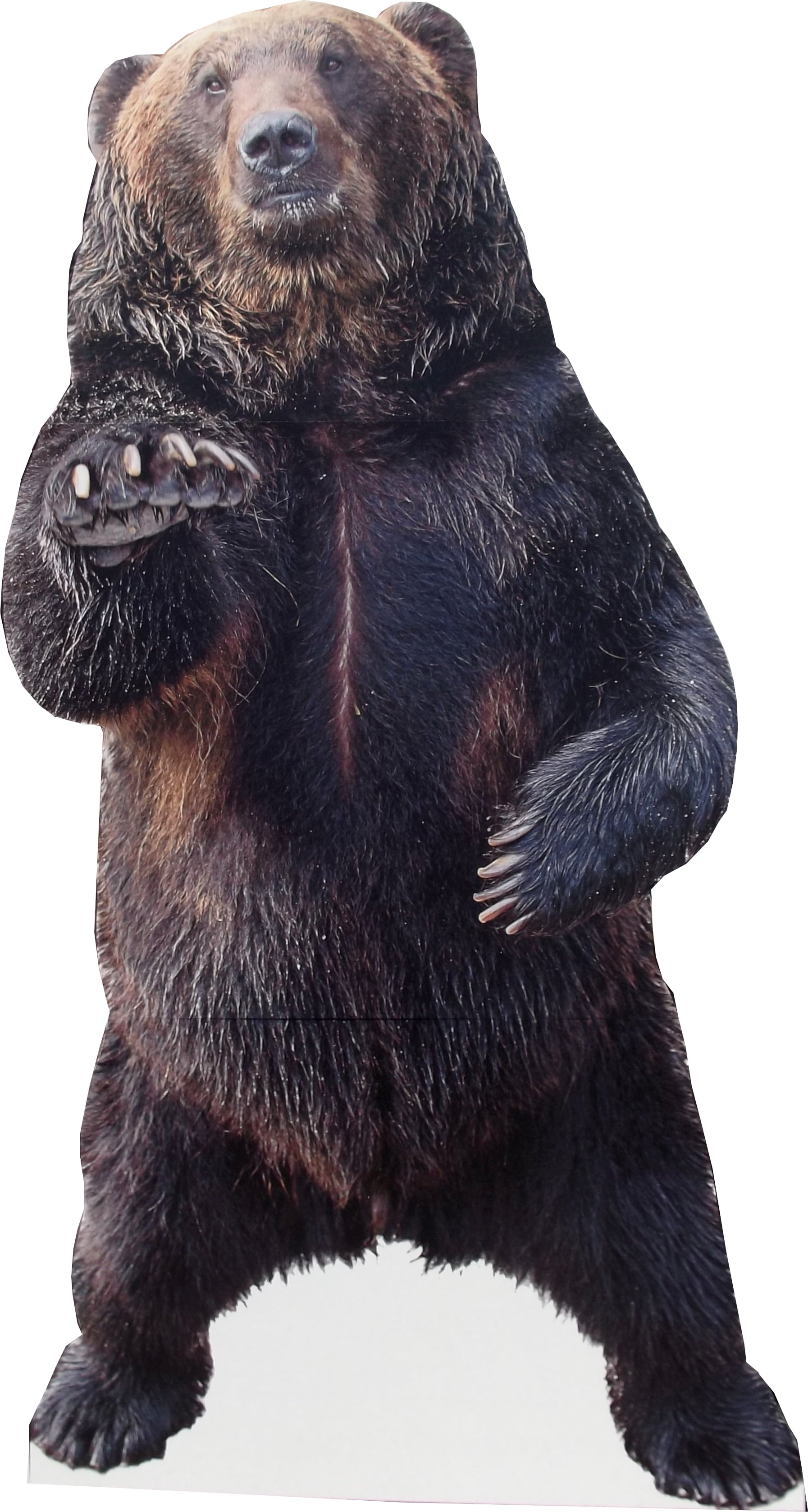 aahs!! Engraving Animal Life Size Cardboard Cutout Stand Up | Standee Picture Poster Photo Print (Bear) - Lemonsoda