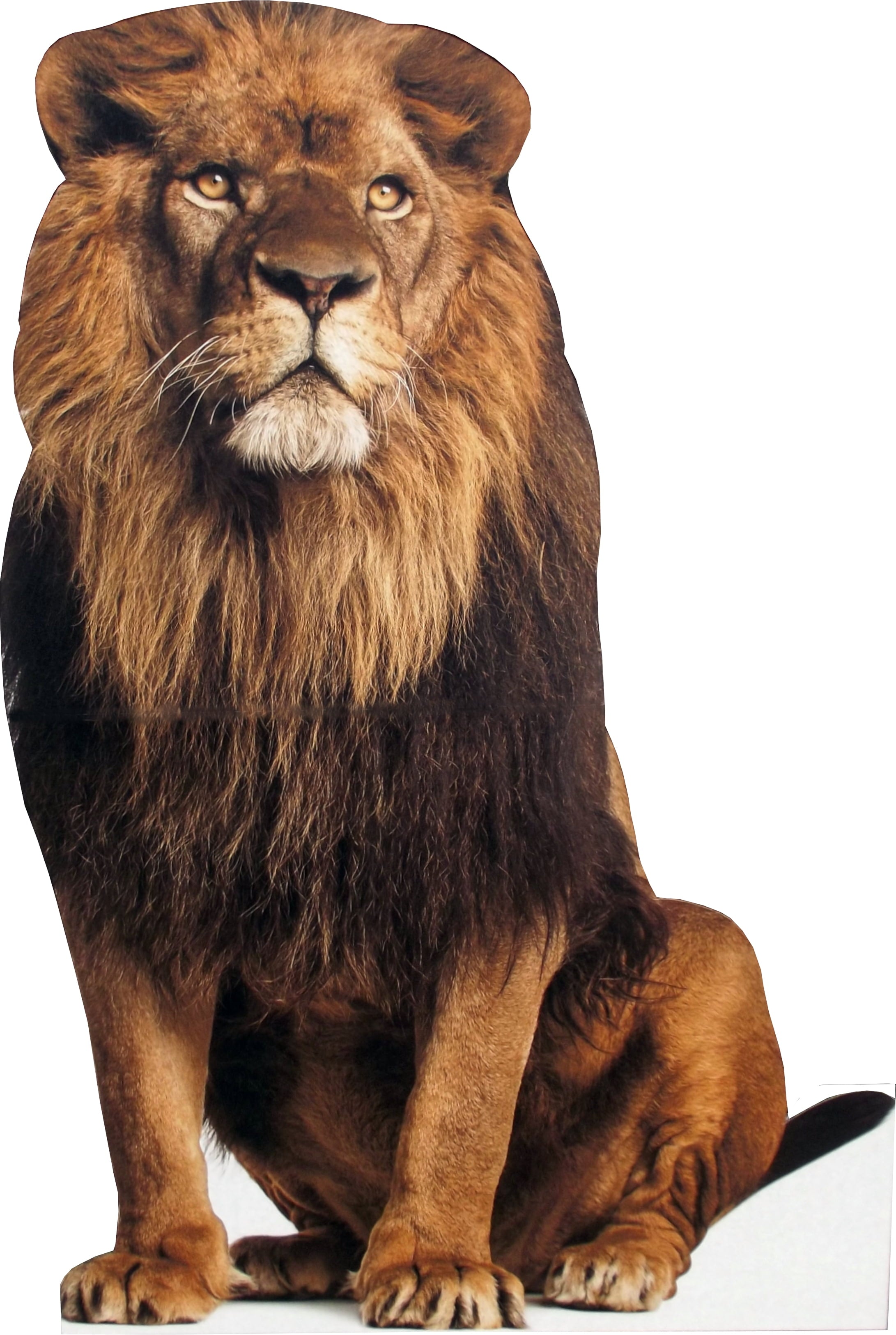 aahs!! Engraving Animal Life Size Cardboard Cutout Stand Up | Standee Picture Poster Photo Print (Lion)