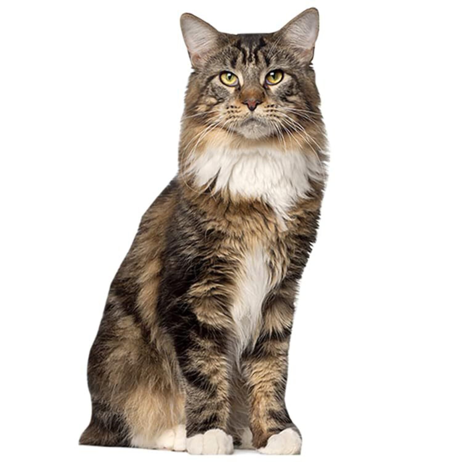 aahs!! Engraving Cardboard Cutouts (Brown Maine Coon Cat) - Lemonsoda