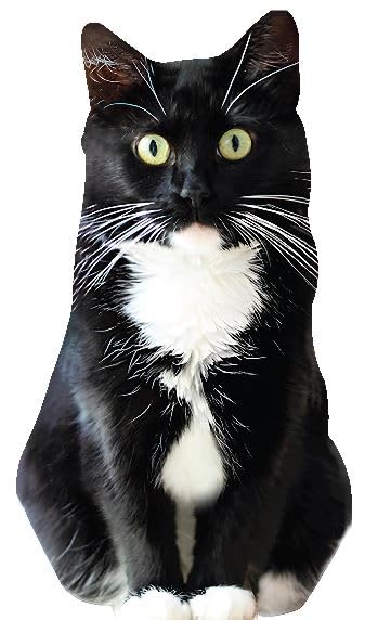 LEMONSODA Cardboard Standup Funny 3D Tuxedo Cat - Gifts for Friends (Tuxedo Cat Standup)