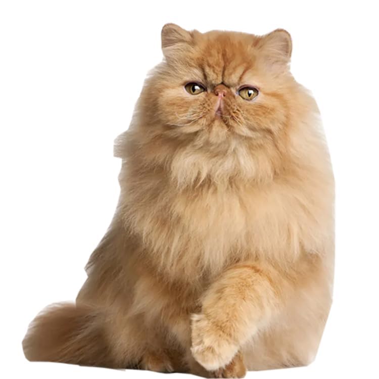 aahs!! Engraving Cardboard Cutouts (Orange Persian Cat)