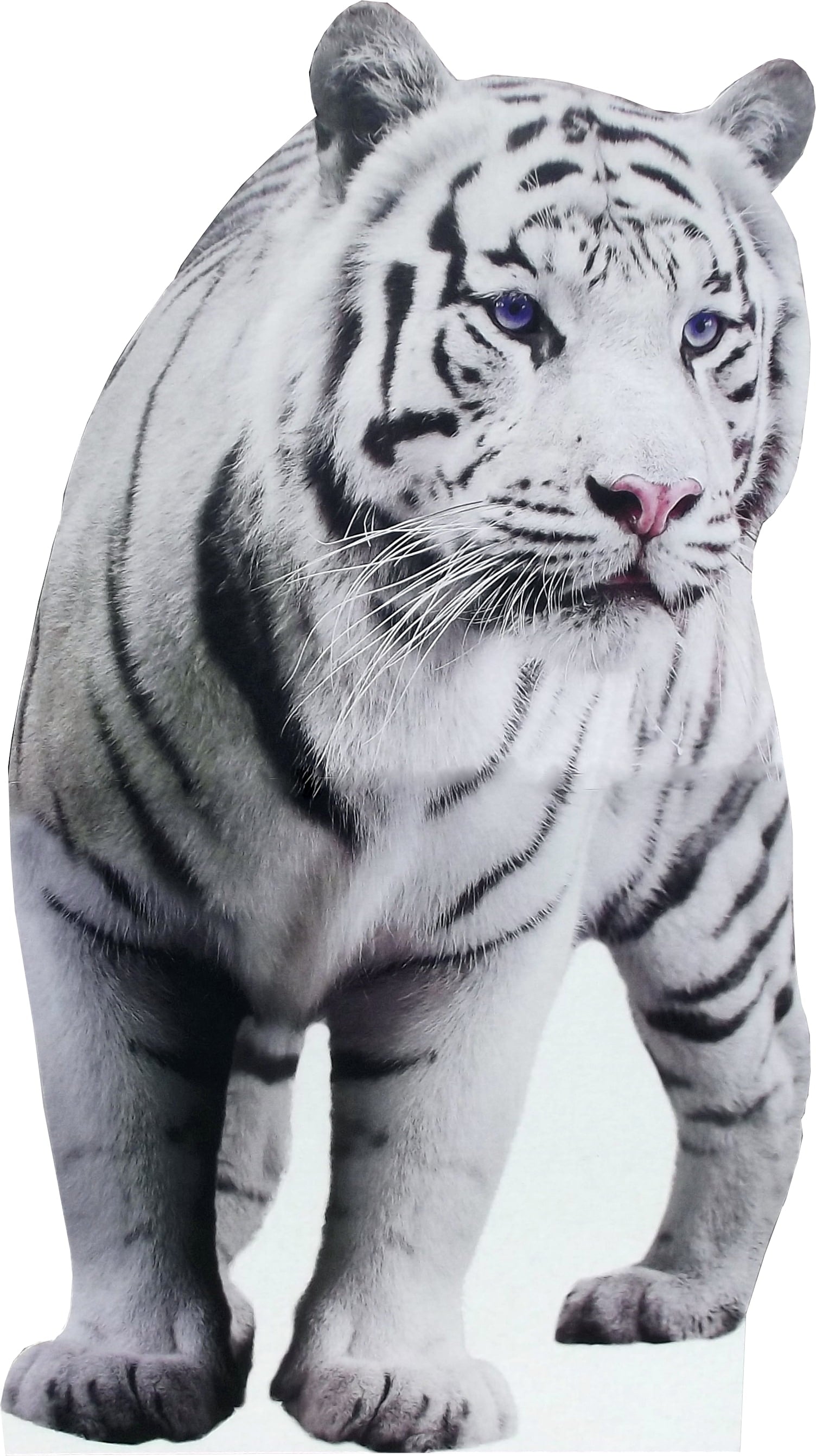 aahs!! Engraving Animal Life Size Cardboard Cutout Stand Up | Standee Picture Poster Photo Print (White Tiger)